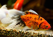Goldfish (Carassius auratus auratus) swimming underwater
