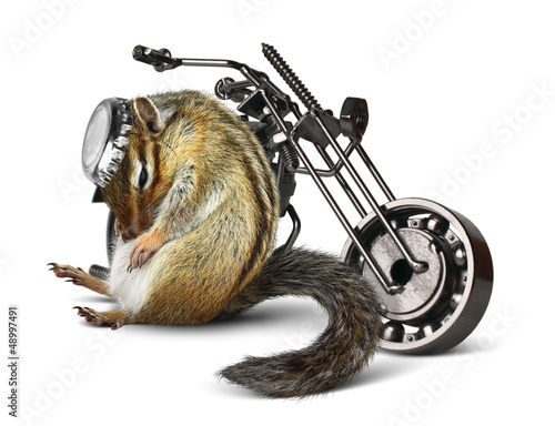 Photo: Funny chipmunk biker with motorcycle Funny chipmunk biker with motorcycle