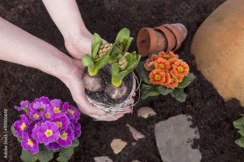 Photo: Studioaufnahme- Gartenarbeit - Blumen einpflanzen Studioaufnahme- Gartenarbeit - Blumen einpflanzen