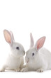 Two cute white baby rabbits.