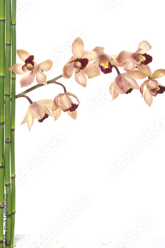 Photo: branch orchid flower and green bamboo sticks branch orchid flower and green bamboo sticks