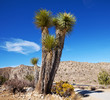 Joshua tree
