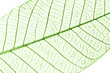 Feuille verte transparente, macro
