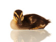 Domestic duckling
