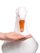 Domestic goose