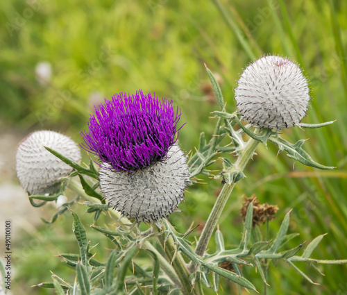 Photo: Purple thistle Purple thistle