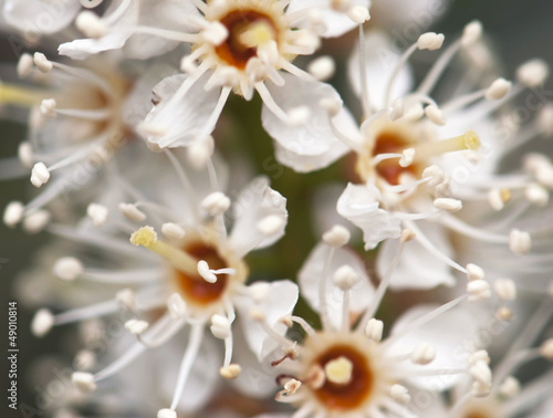 Photo: White flowers White flowers