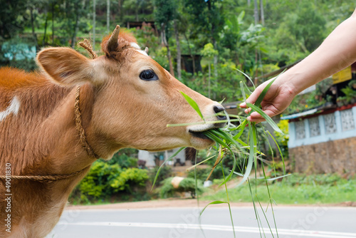 Photo: Cow is fed grass from hand outdoor Cow is fed grass from hand outdoor
