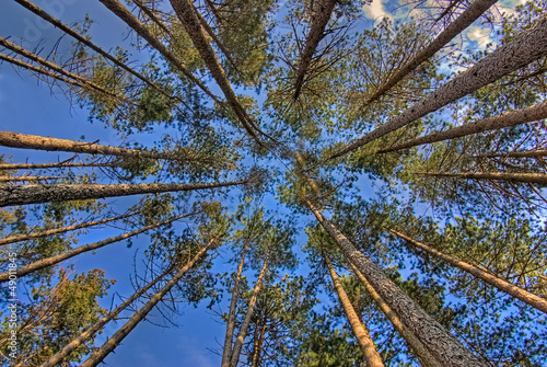 Photo: trees from below trees from below