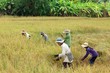 Thailand Rice harvest