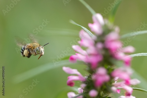 Photo: Tropical bee Tropical bee