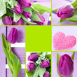 Tulips collage
