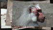 Affe