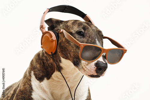Photo: Hund mit Sonnenbrille und Kopfhörern Hund mit Sonnenbrille und Kopfhörern