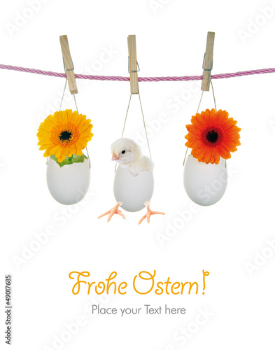 Photo: Frohe Ostern mit Küken und Blumen in Eierschalen Frohe Ostern mit Küken und Blumen in Eierschalen