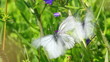 white butterflies copulate on flower - aporia crataegi