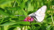 white butterflies copulate on flower - aporia crataegi