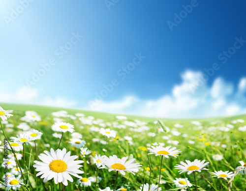 Photo: field of daisy flowers field of daisy flowers