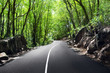 road in jungle