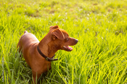 Photo: brown Dog mini pinscher in a green meadow brown Dog mini pinscher in a green meadow