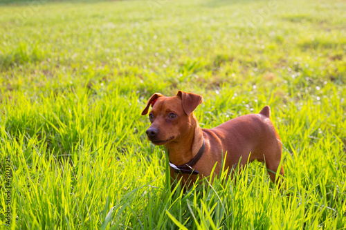Photo: brown Dog mini pinscher in a green meadow brown Dog mini pinscher in a green meadow