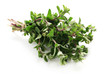 Herbs Series - Majoram