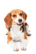 dog with biscuit