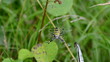 hand pincette feed wasp spider scare retreat