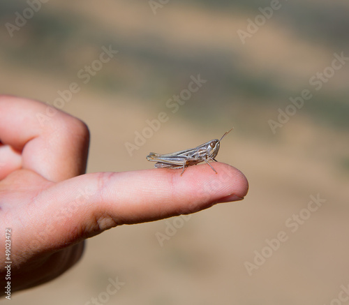 Photo: kid hand holding grasshopper bug macro kid hand holding grasshopper bug macro