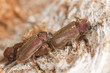 Mating Oligomerus brunneus, extreme close-up