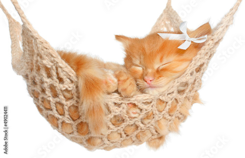 Photo: Cute red-haired kitten sleeping Cute red-haired kitten sleeping