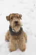 welsh terier