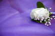 white rose on the purple veil