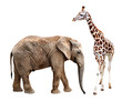 giraffes with elephant isolated on white