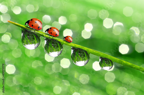 Photo: fresh morning dew and ladybird fresh morning dew and ladybird