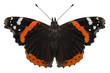 Butterfly species Vanessa atalanta