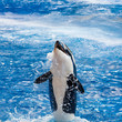Orca Is Above the Water Smiling