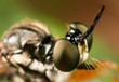 macro of a robber fly