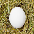 White egg in the straw