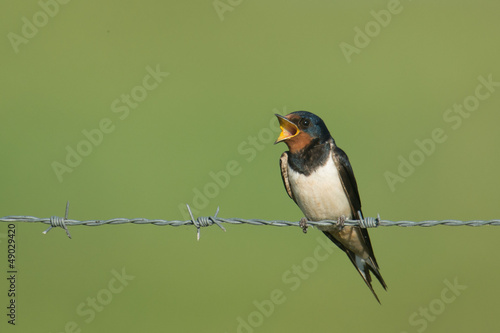 Photo: Singing swallow Singing swallow