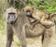 A mother and young baboon