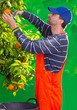 Foto: Tangerine orange farmer collecting man Tangerine orange farmer collecting man