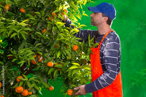 Photo: Tangerine orange farmer collecting man Tangerine orange farmer collecting man