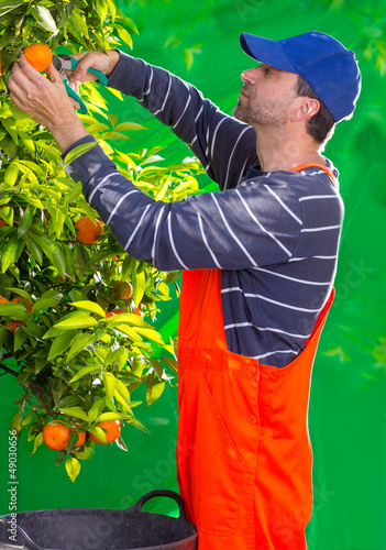 Photo: Tangerine orange farmer collecting man Tangerine orange farmer collecting man