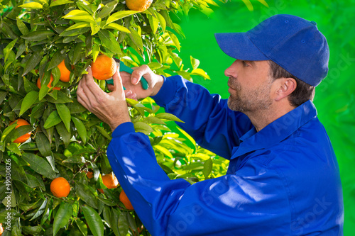 Photo: Tangerine orange farmer collecting man Tangerine orange farmer collecting man