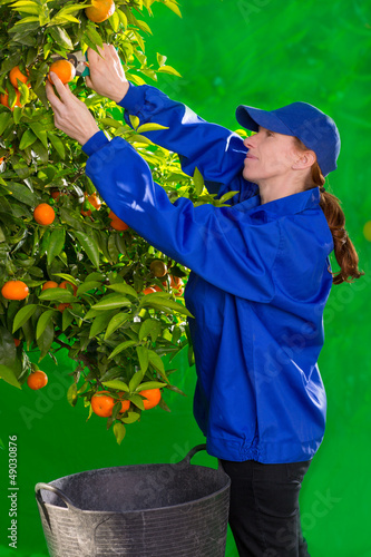 Photo: Tangerine orange farmer collecting woman Tangerine orange farmer collecting woman