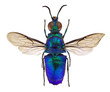 Foto: Stilbum cyanurum Stilbum cyanurum