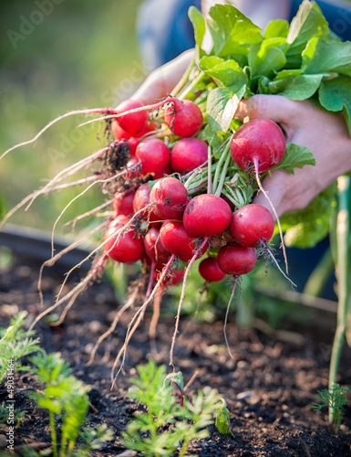 Photo: picking vegetables picking vegetables