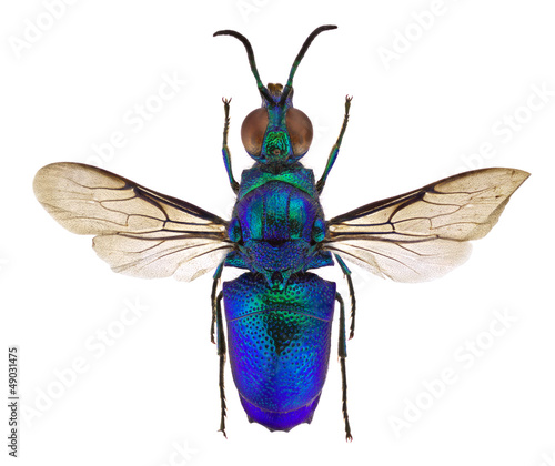Photo: Stilbum cyanurum Stilbum cyanurum