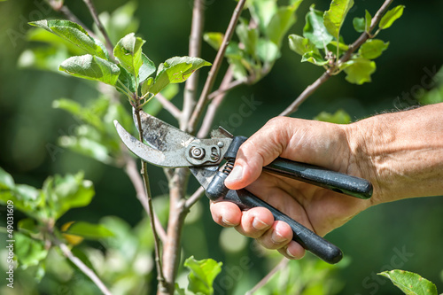 Photo: Pruning of trees with secateurs Pruning of trees with secateurs